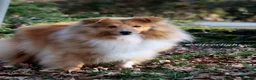 Shetland Sheepdog dogs for sale: Beautiful sable Shetland sheepdog girl  - Advert 4