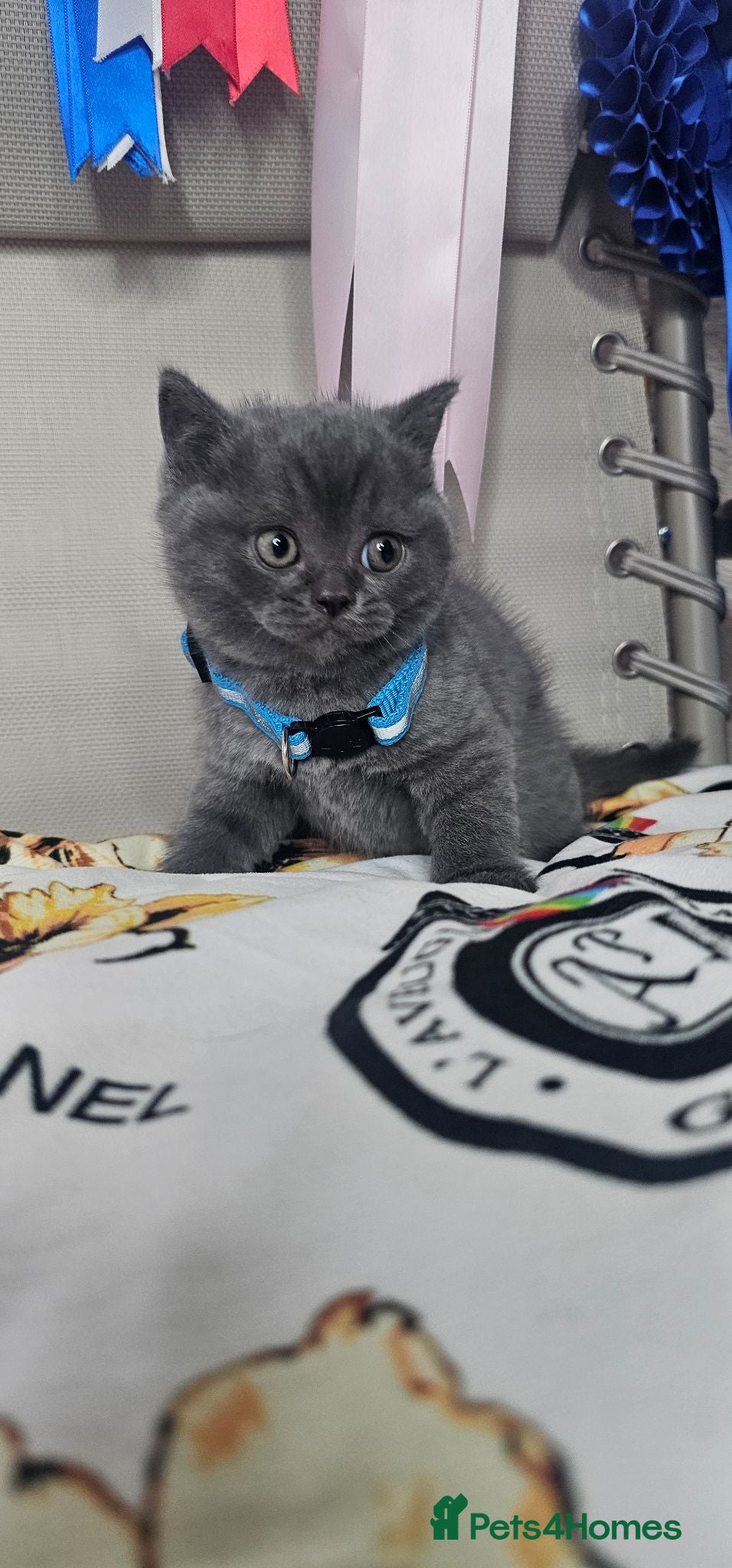 British Shorthair cats Bsh Chunky Kittens🐱 - Advert 14