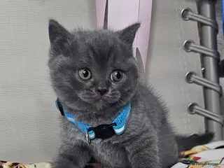 British Shorthair cats Bsh Chunky Kittens🐱 - Advert 14