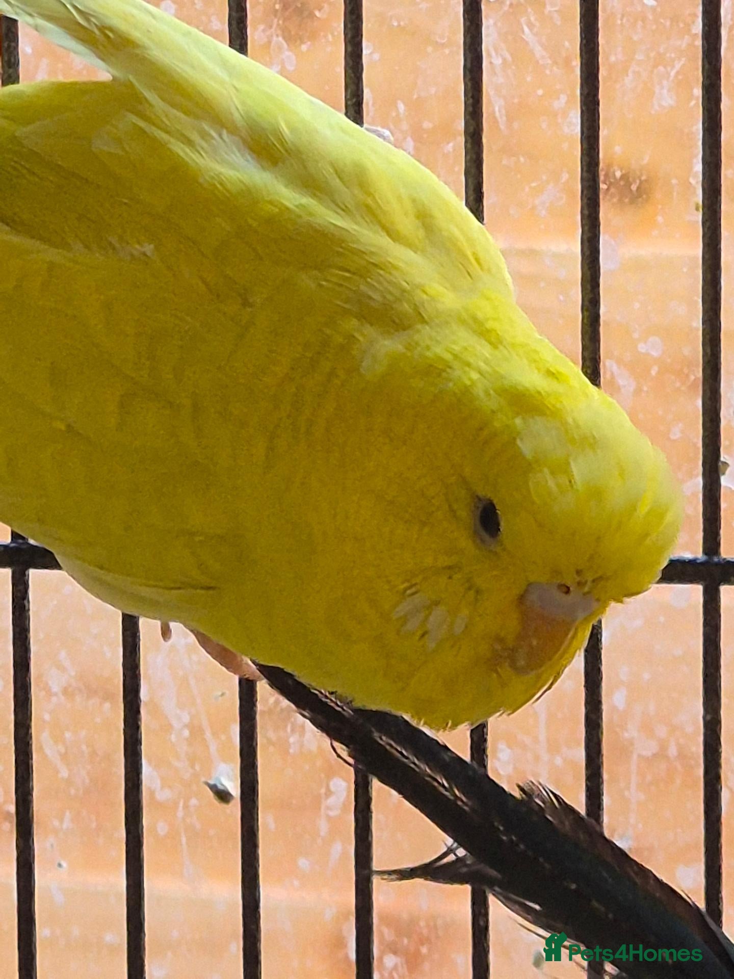 Budgerigars birds Hens for breeders - Advert 2