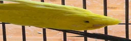 Budgerigars birds for sale: Hens for breeders - Advert 2