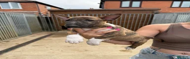 Miniature Bull terrier 4