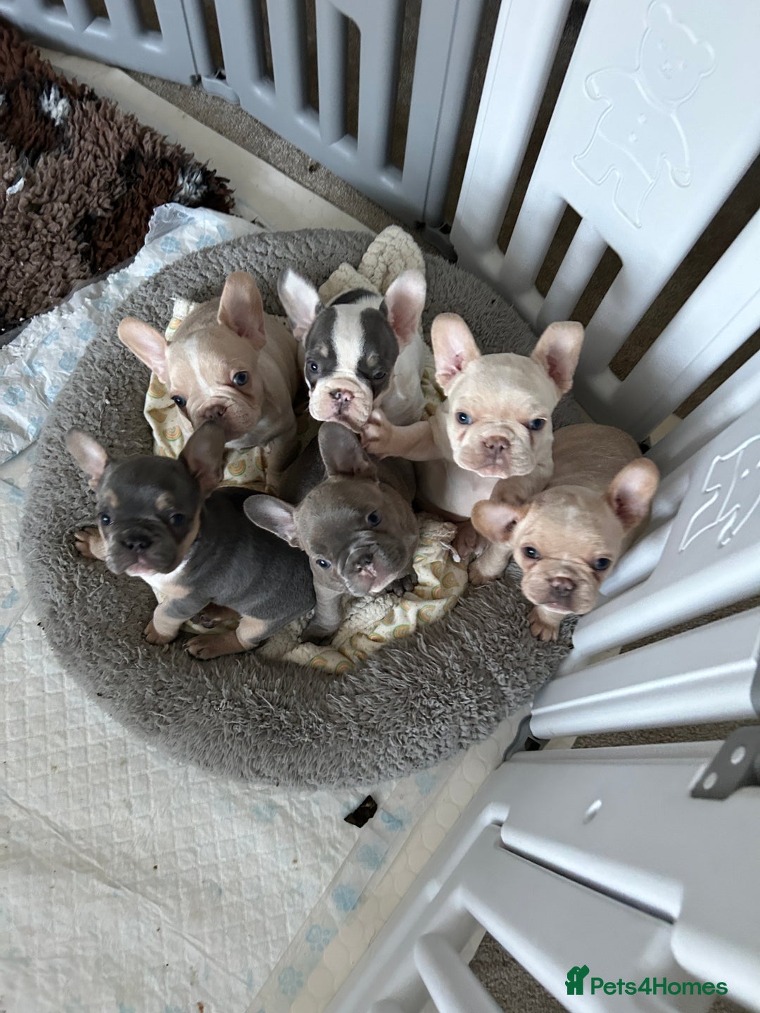 French Bulldog dogs for sale: READY TO LEAVE  KC REG RFG  FRENCHIE PUPPYS in Leicester - Image 16