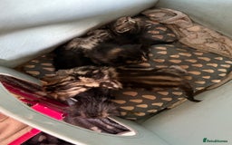 Mixed Breed cats for sale: Lovely mixed breed Kitrens for sale.  - Image 15