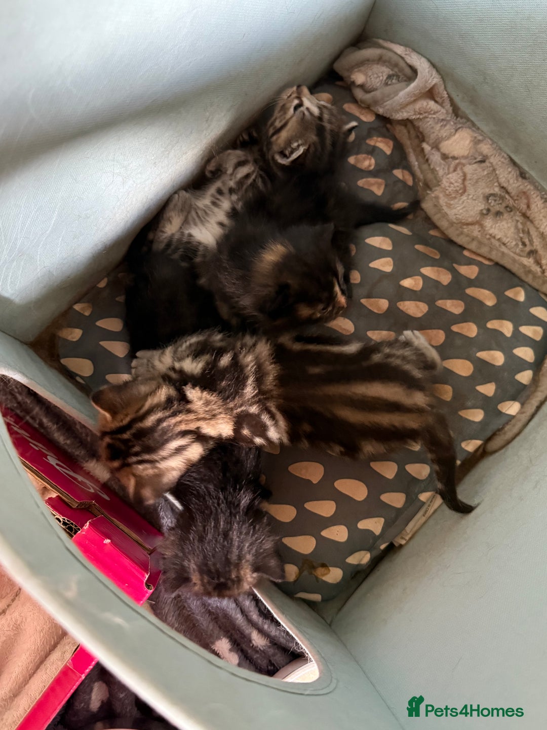 Mixed Breed cats for sale: Lovely mixed breed Kitrens for sale.  - Image 15
