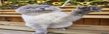 Pasha