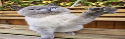 British Shorthair cats for sale:  Blue eyed British Shorthair(5 years)Colourpoint - Advert 2
