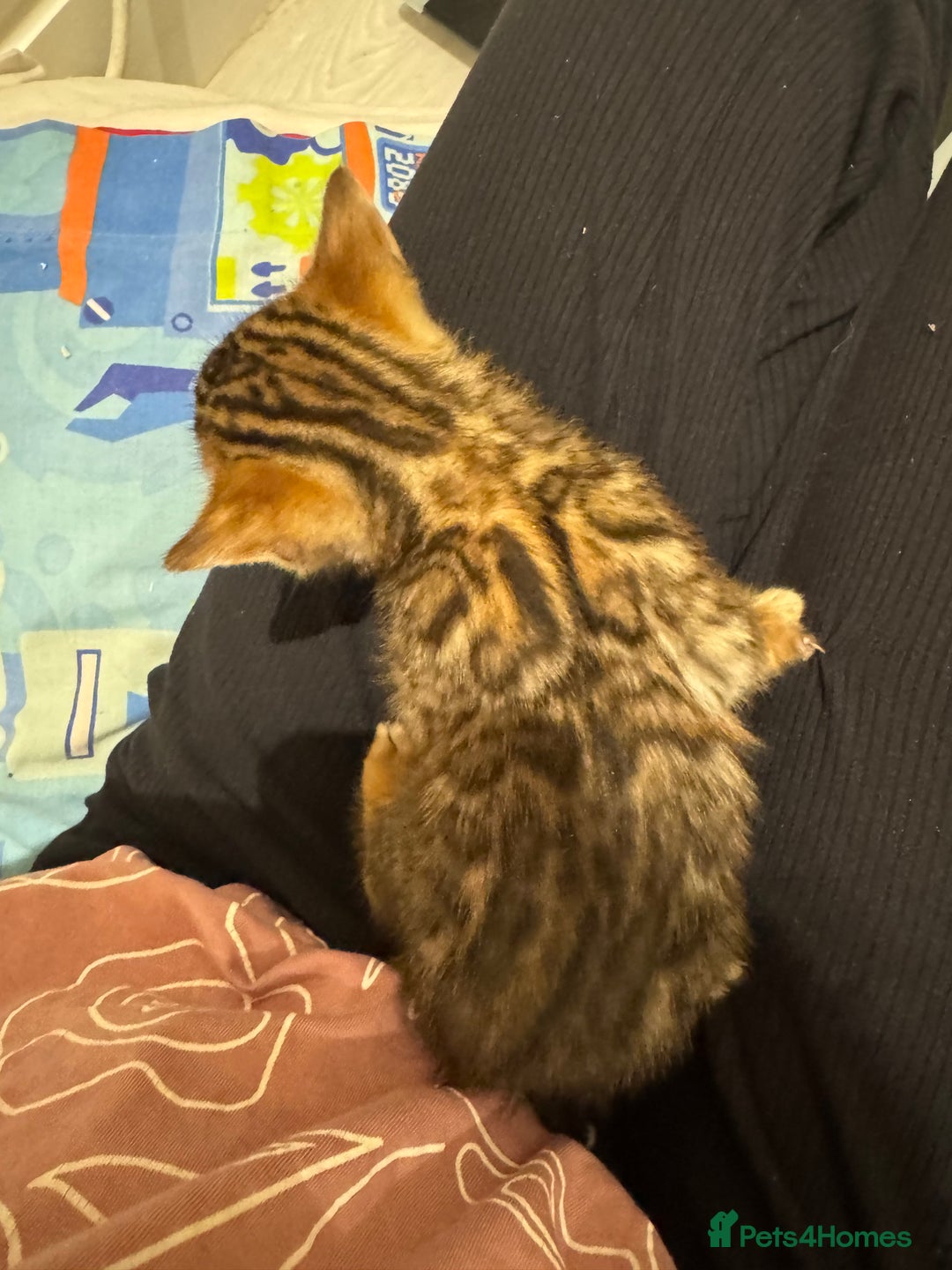 Bengal cats for sale: 💕 Pedigree Rosetted bengal kittens 💕 - Advert 4