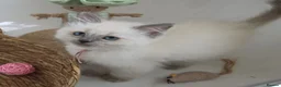 Ragdoll cats for sale: GCCF REGISTERED PEDIGREE RAGDOLL KITTENS  - Advert 9
