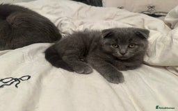 Ragdoll cats for sale: Fold - Ragdoll Kittens  - Image 1