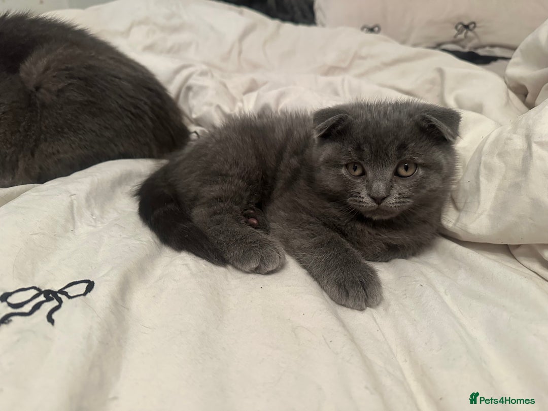 Ragdoll cats for sale: Fold - Ragdoll Kittens  - Image 1