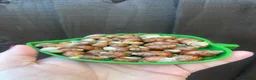 Snails invertebrates for sale: Albino Giant African Land Snails (Achatina Fulica) - Advert 6