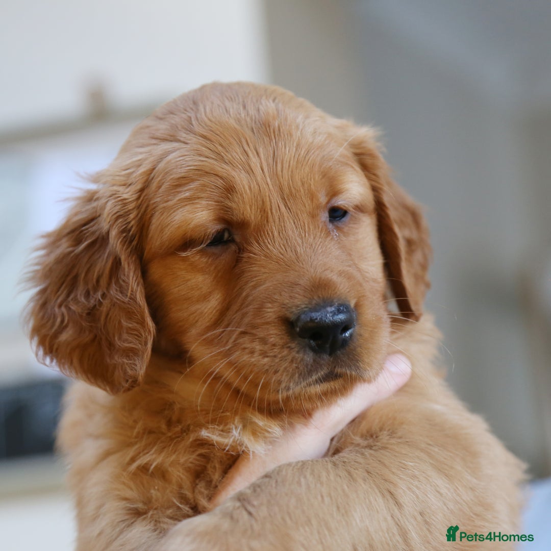 Golden Retriever dogs for sale: KC Registered Championship Line Golden Retrievers - Advert 22