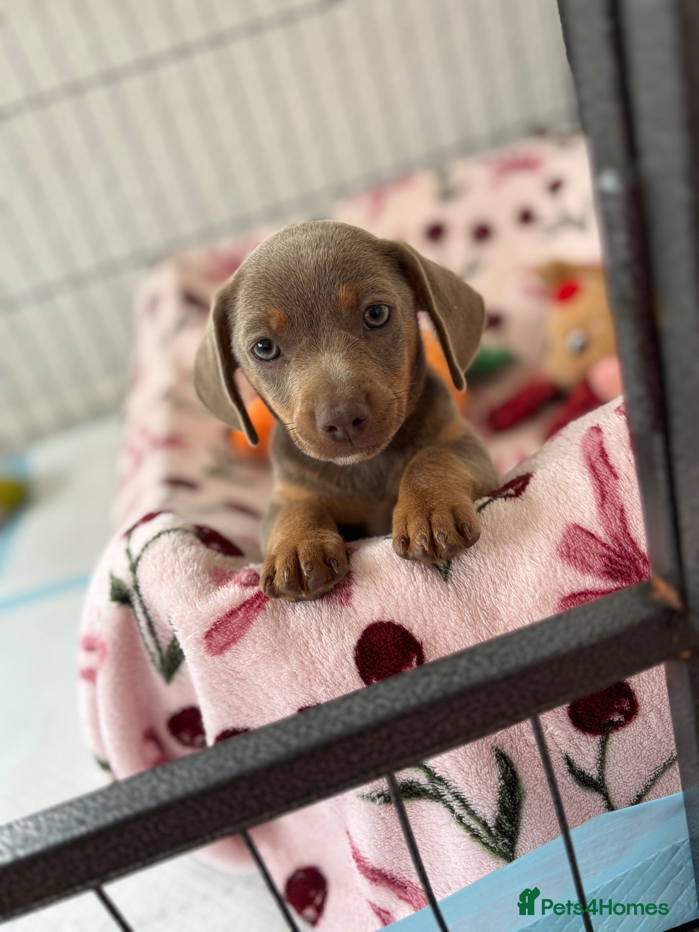 Chiweenie dogs Last Beautiful silver boy ready to go !! - Advert 1
