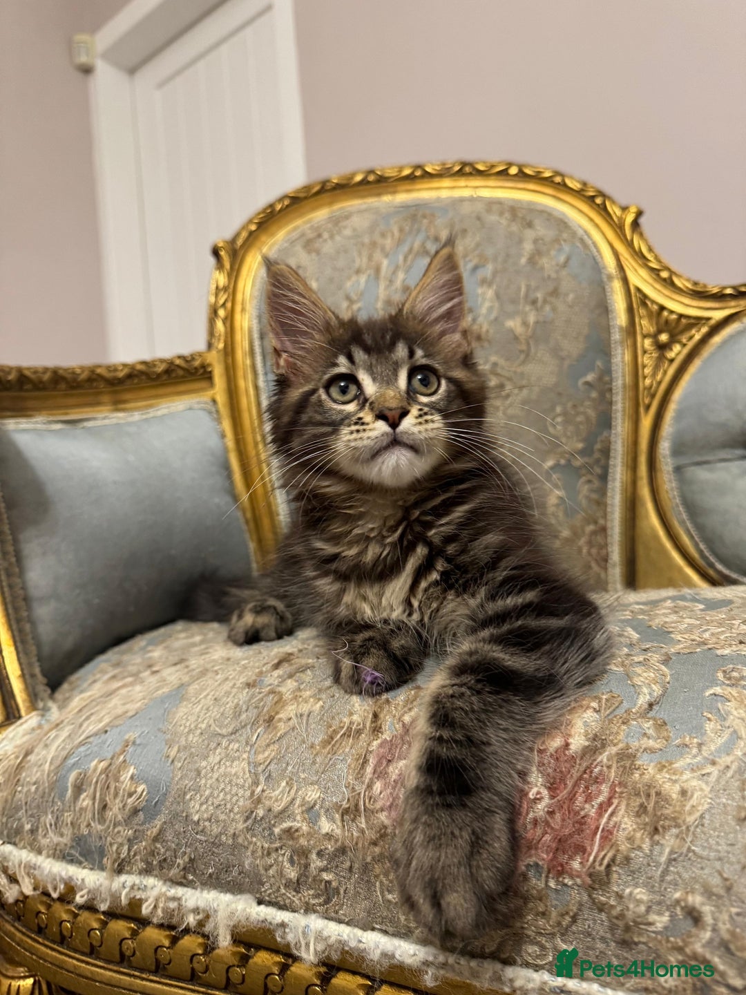 Maine Coon cats for sale: Maine Coon Kittens 🏆 20+ gen 🧬 pedigree 🎄🎄🎄 - Advert 19