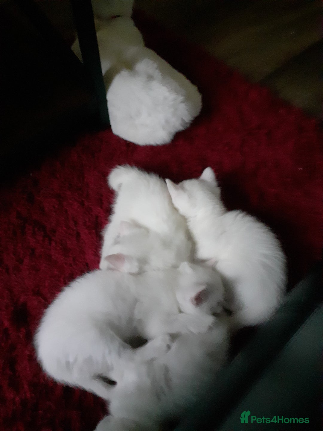 Khao Manee cats for sale: Khao manee  - Advert 6