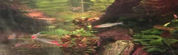 Tetras fish for sale: School of Rummynose Tetras  in London - Advert 2