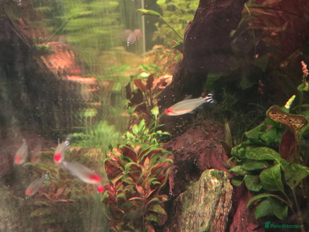 Tetras fish for sale: School of Rummynose Tetras  in London - Advert 2
