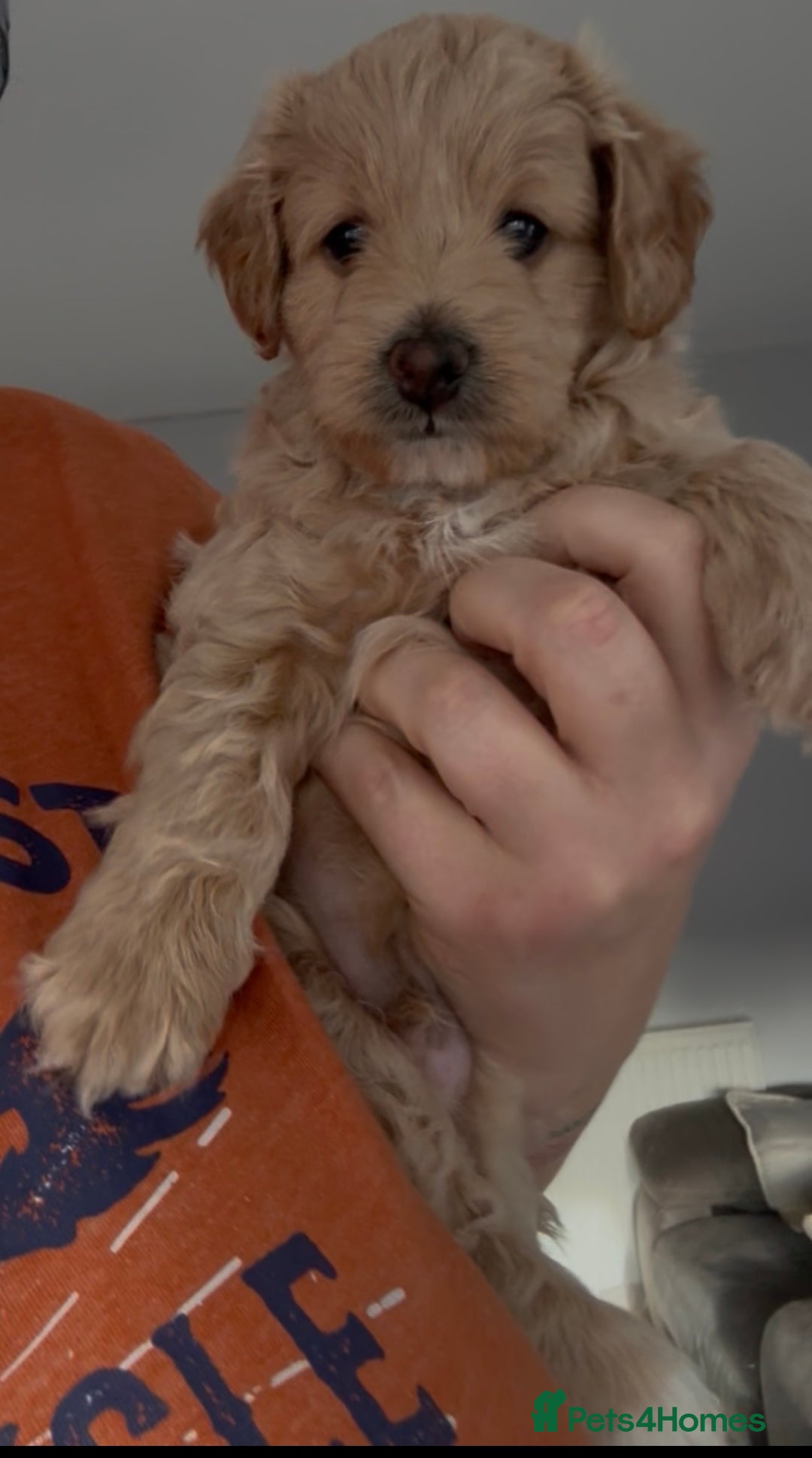 Mixed Breed dogs for sale: Poochon x Doxiepoo - Advert 5