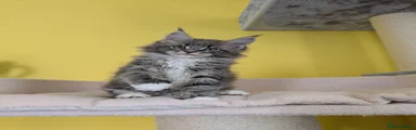Blue Silver Classic Tabby with White 