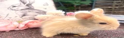 Lionhead rabbits for sale: Outstanding Baby Rabbits! - Advert 3