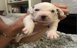 Dalmatian dogs for sale: Beautiful Dalmatian Puppies - Image 5