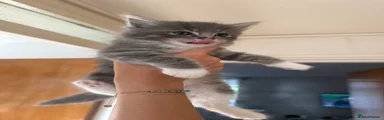 Ragdoll 1
