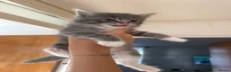 Ragdoll cats for sale: 4 Ragdoll Tabby Kittens in London - Advert 13