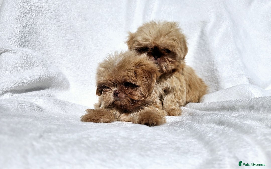 Shih Tzu dogs for sale: Ready now looking for their forever homes  - Image 18