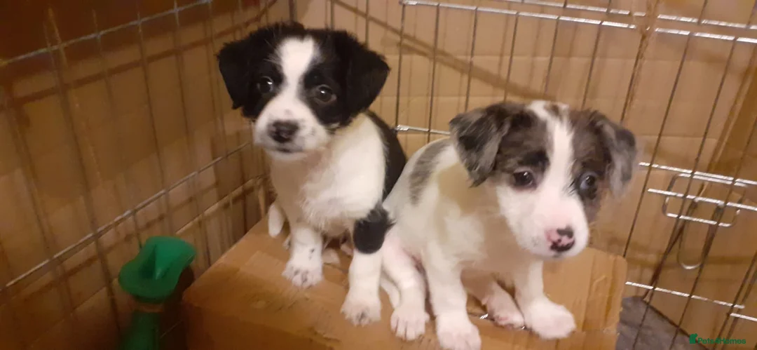 Mixed Breed dogs for sale: chinese crested x jack russell puppies for sale in Sutton-in-Ashfield - Advert 3