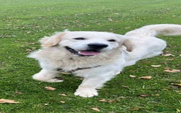 Golden Retriever dogs for stud: Handsome k.c Registered Golden retriever For Stud  in Knottingley - Image 2