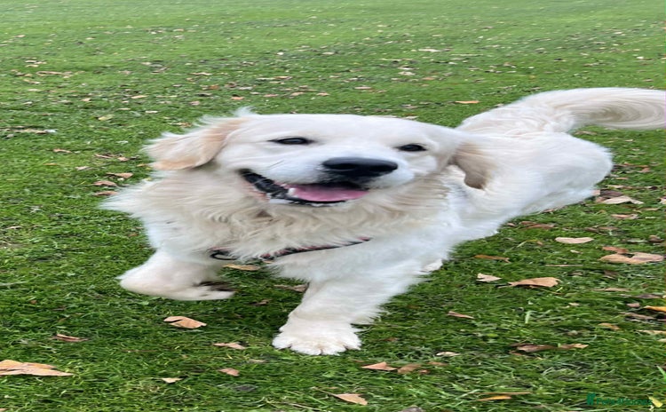 Golden Retriever dogs in Knottingley - Advert 9