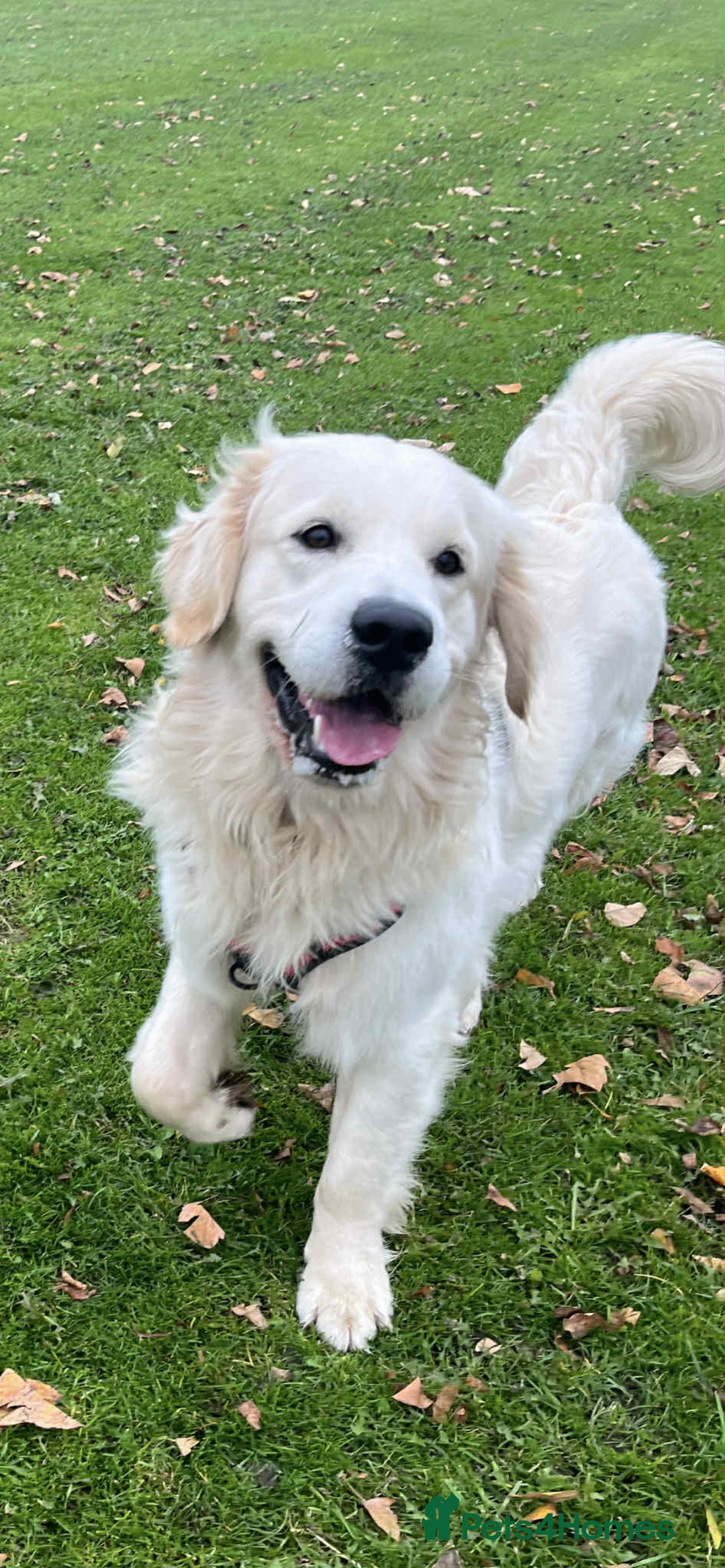 Golden Retriever dogs for stud: Handsome k.c Registered Golden retriever For Stud  in Knottingley - Image 2