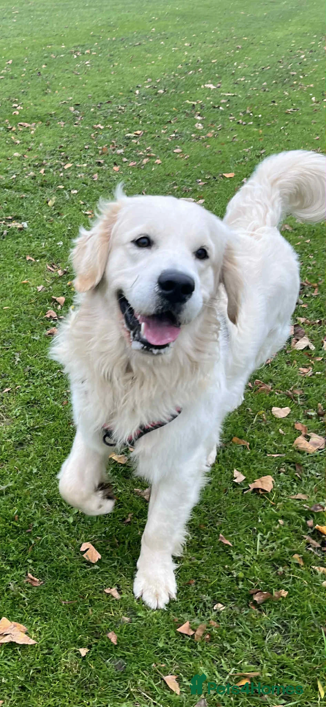 Golden Retriever dogs for stud: Handsome k.c Registered Golden retriever For Stud  in Knottingley - Advert 10