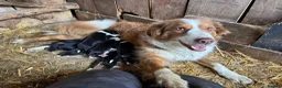 Border Collie dogs for sale: Long coated rare border collie puppies - Advert 14