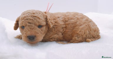 Cavapoo dogs - Advert 9
