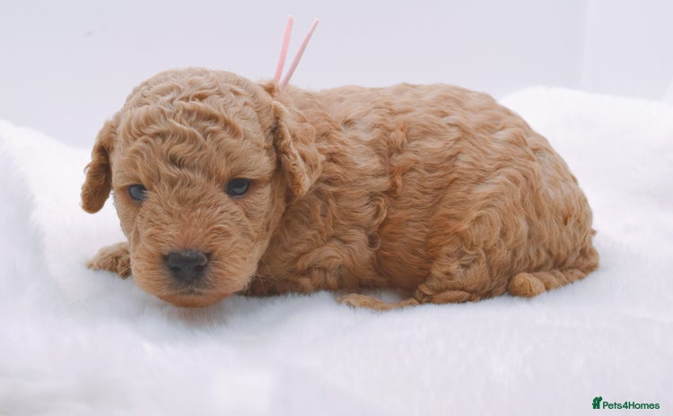 Cavapoo dogs - Advert 1