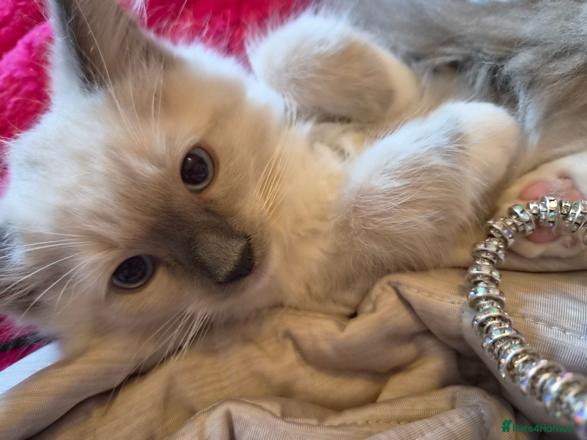 Ragdoll cats Cute purebred blue point mitted ragdoll kitten  - Advert 5