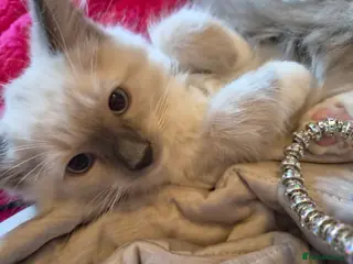 Ragdoll cats Cute purebred blue point mitted ragdoll kitten - Advert 13