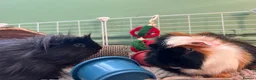 Guinea Pig rodents for sale: 2 Male Guinea Pigs - Advert 4
