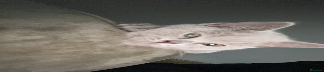 British Shorthair Kitten 1