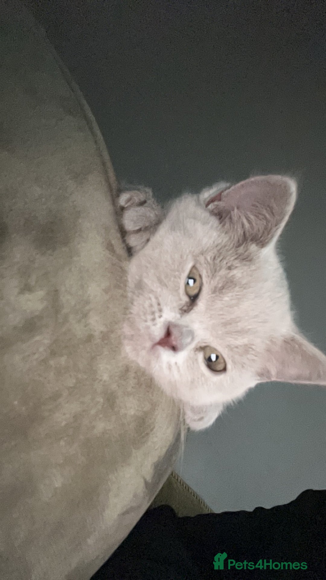 British Shorthair cats for sale: lilac british shorthair kitten - Image 3