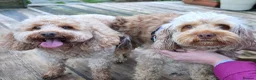 Cockapoo dogs for sale: Fabulous F1b cockerpoo puppies - Advert 14
