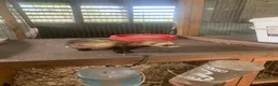 Ferret rodents for sale: Micro hob ferret forsale in Bromyard - Advert 6