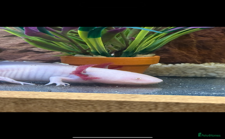 Axolotl reptiles - Advert 2