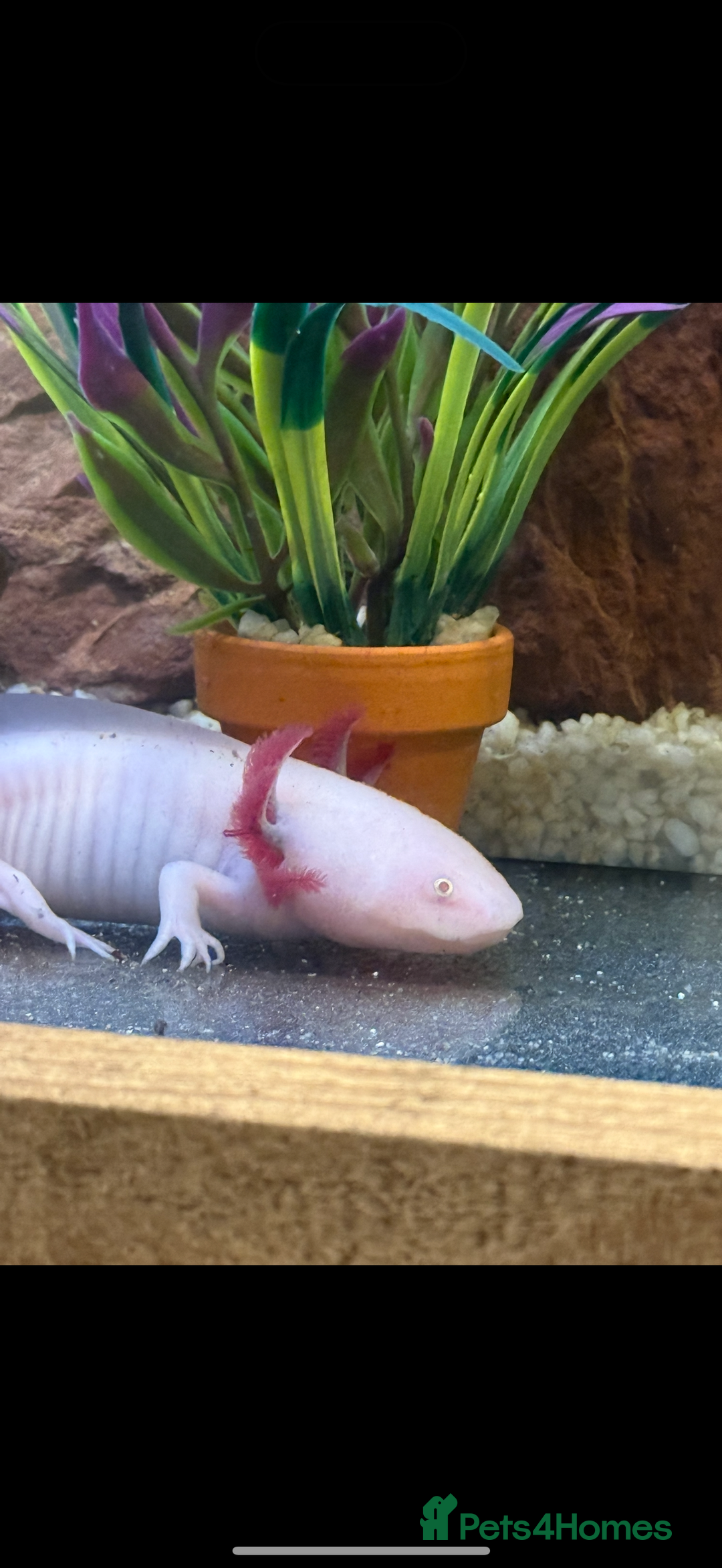 Axolotl reptiles for sale: Axolotls  - Image 1