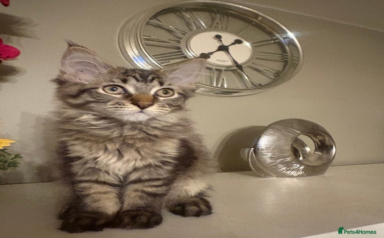 Maine Coon cats - Advert 9