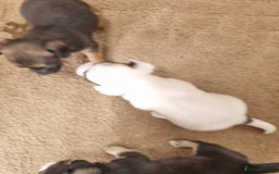 Mixed Breed dogs for sale: Jackapoo  - Image 3