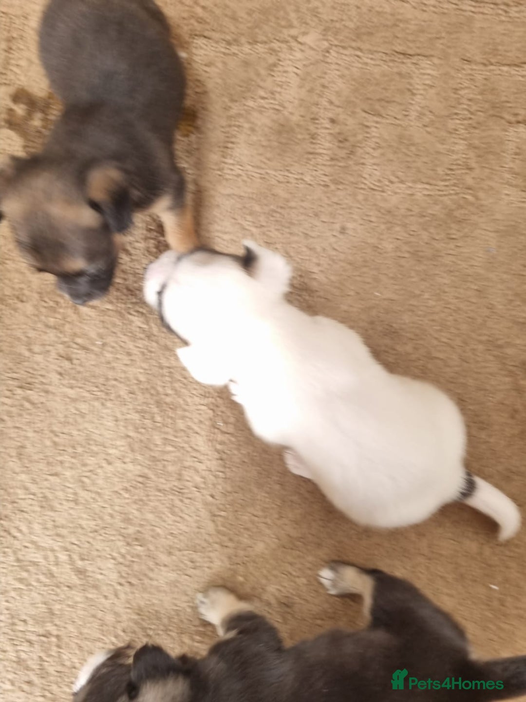 Mixed Breed dogs for sale: Jackapoo  - Image 3