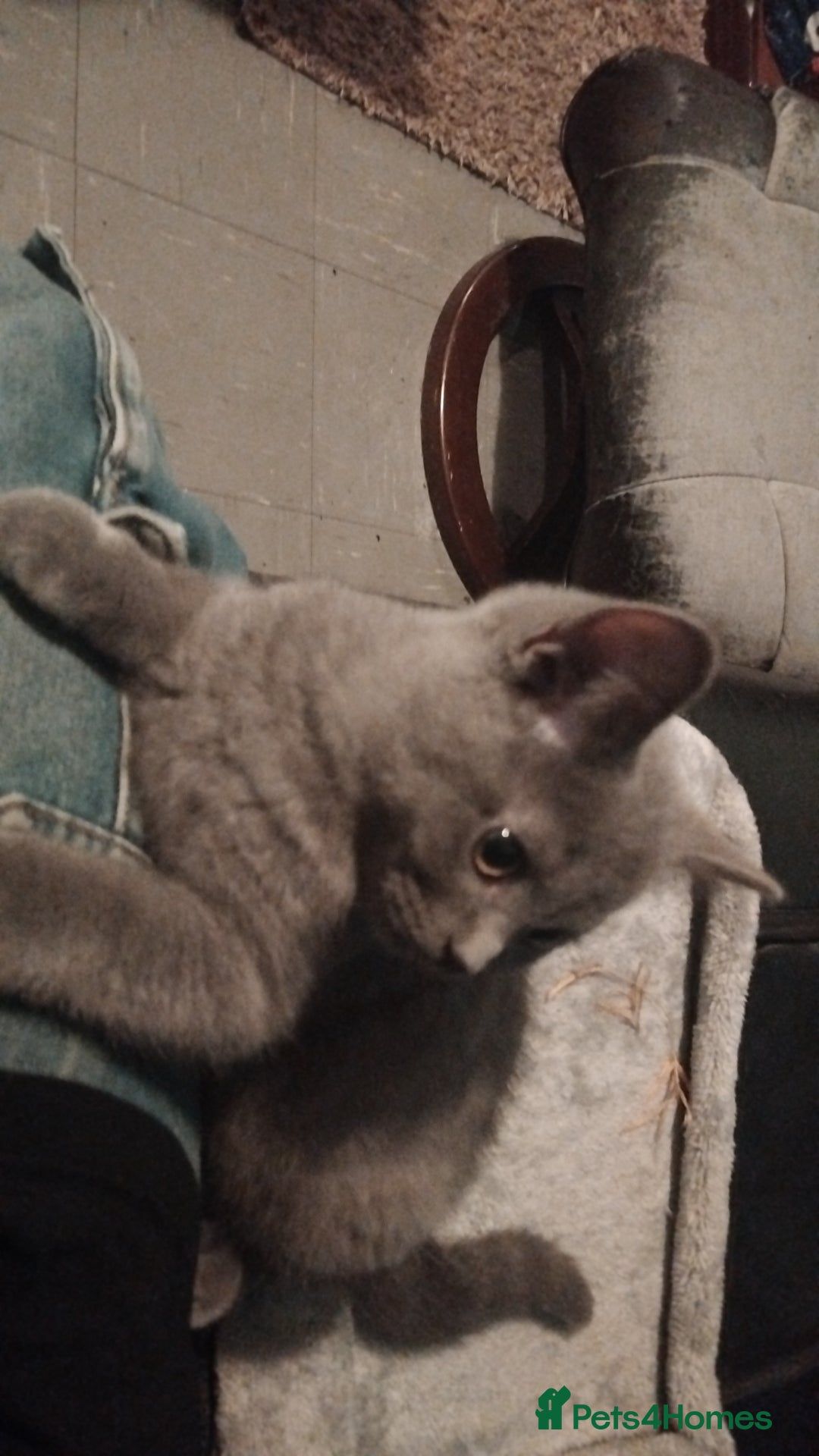 British Shorthair cats for sale: Sheba British blue  - Image 6
